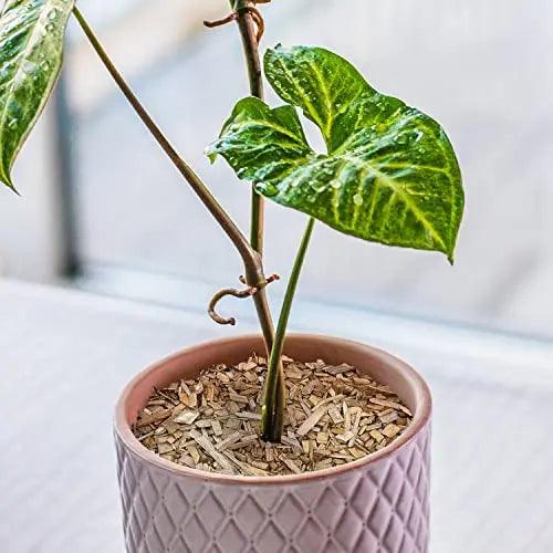 Double Tree Incense Cedar Wood Chips for Potting House Plants, Vegetable Garden Beds, Yard, Pet Bedding & Landscaping, 100% Natural & Shredded, Cedar Shavings for Indoor & Outdoor Use - Double Tree Forest Products