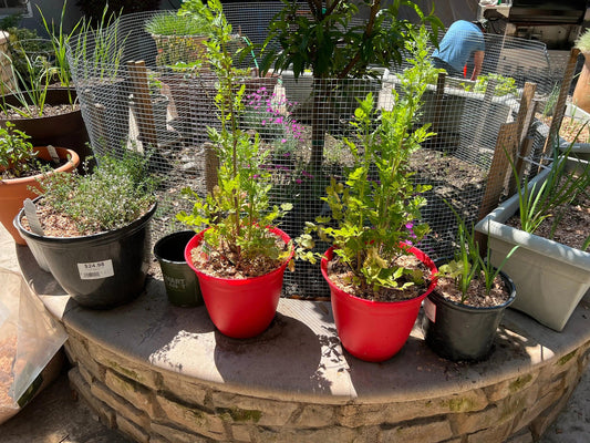 Ultimate Guide to Transplanting Incense Cedar Wood Chips