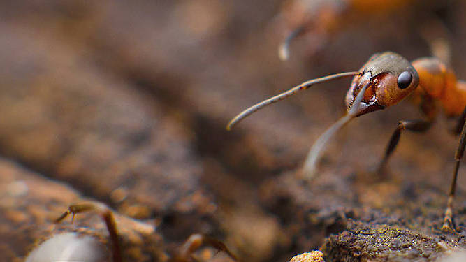 Say Goodbye to Bugs| How Insect Defence Cedar Granules Keep Your Home Pest Free