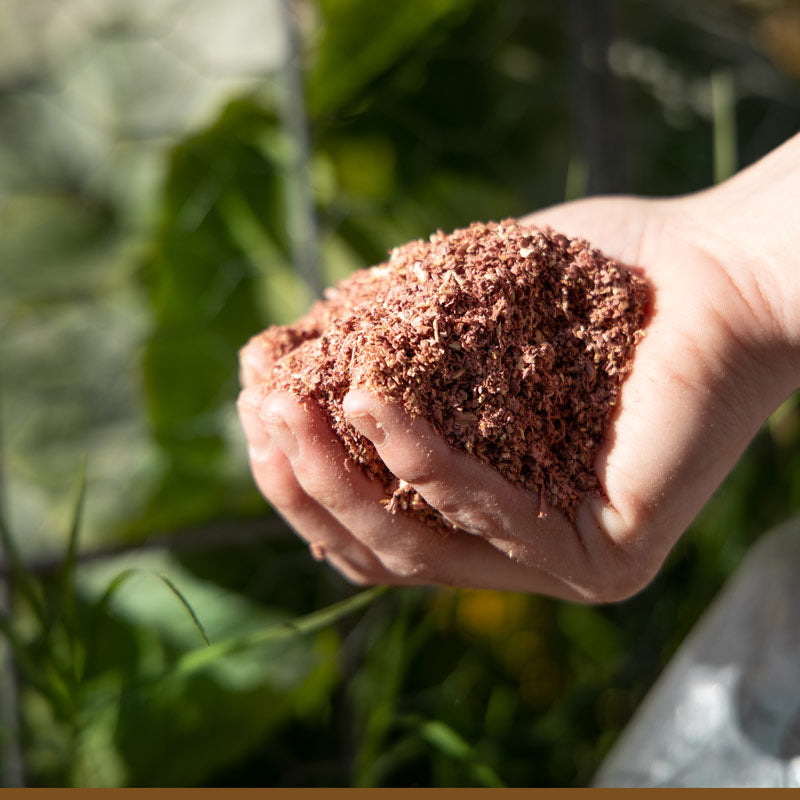 Garden protected with cedar granules