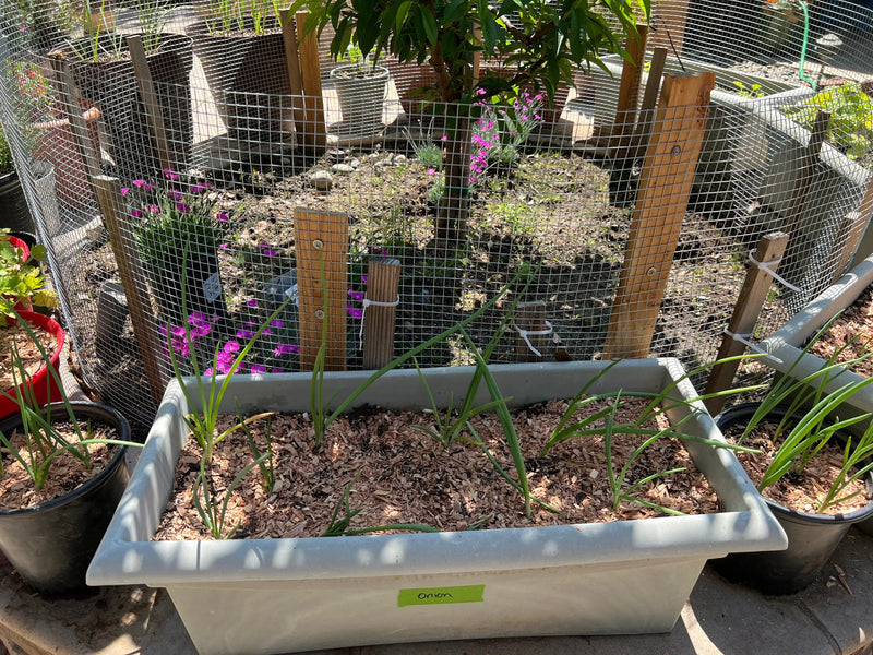 Cedar chips in landscape