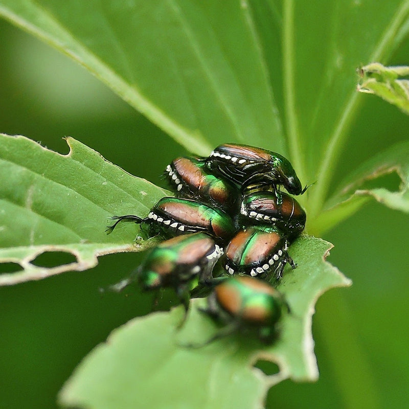 Destructive garden pests that cedar granules repel